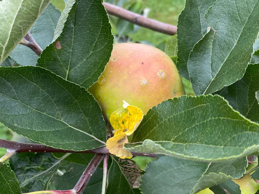 Holstein Pippin Apple on G.11 - Cummins Nursery - Fruit
